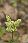 Atlantic poison oak